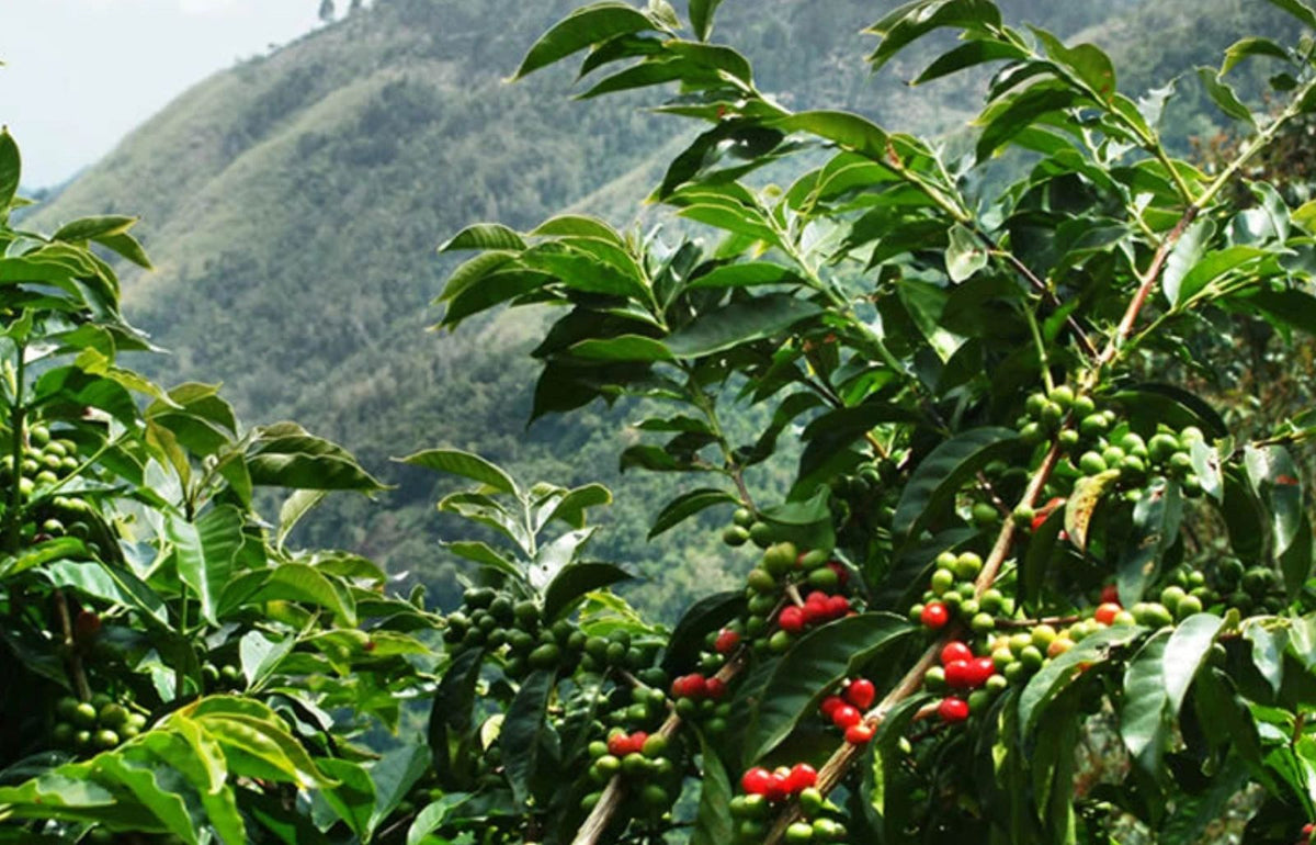 Coffee cherries growing on leafy coffee plants, from Tribe Coffee's original website